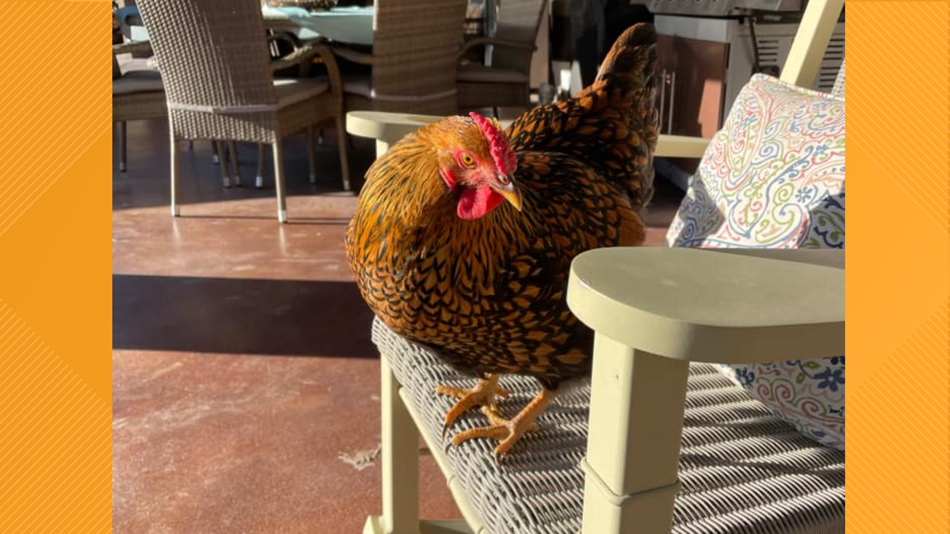 Glorious Backyard Chickens: Unlocking Egg-cellent Freedom in Your Garden
