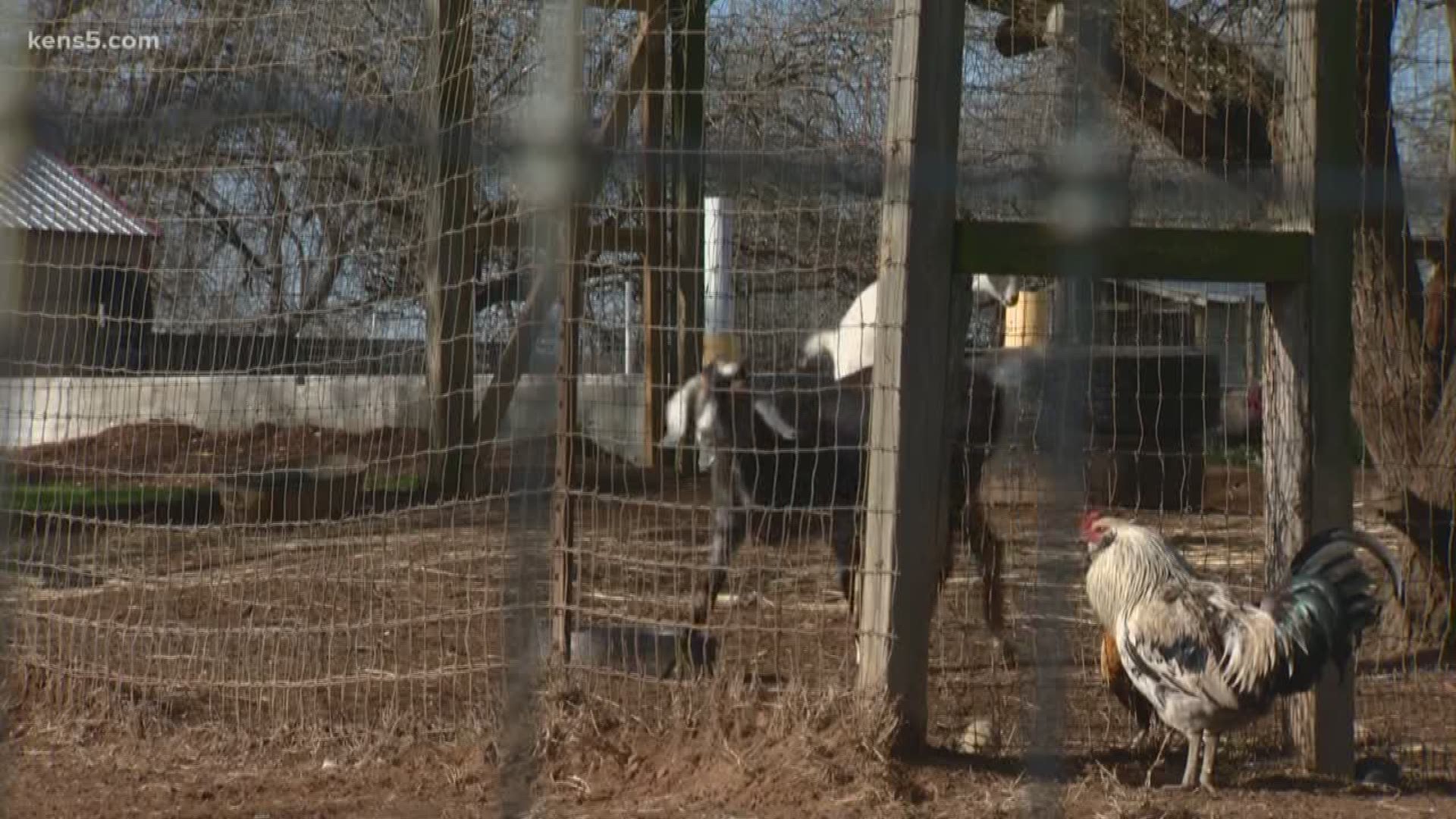 A chicken toss planned in Bandera has some animal rights activists outraged, but locals claim the event has been mischaracterized.