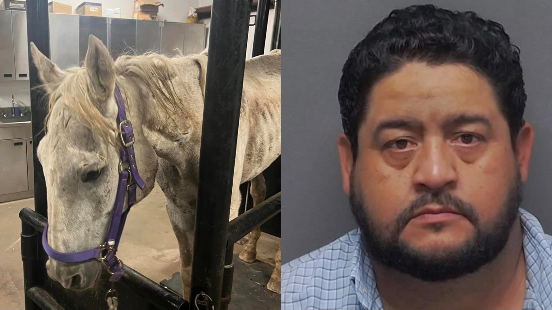 The wanted man let BCSO onto his property as they were searching for a suspect that was on the run for another crime. That's when deputies found the horse.