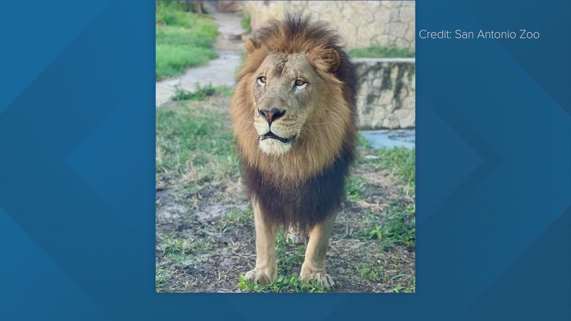 The beloved African lioness Akili was badly injured within minutes of a meeting with Josh, who was obtained from the San Antonio Zoo.