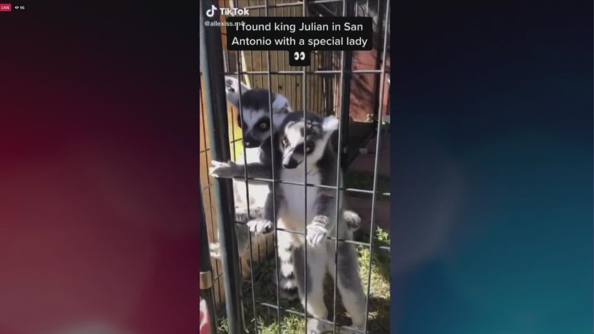 Woman facing animal cruelty charges after Tiktok video of lemurs was  discovered 