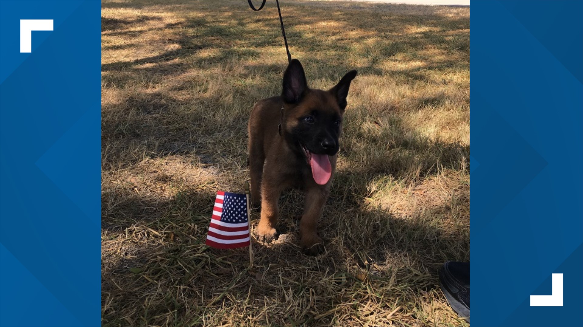 Families foster future military working dogs Mission SA