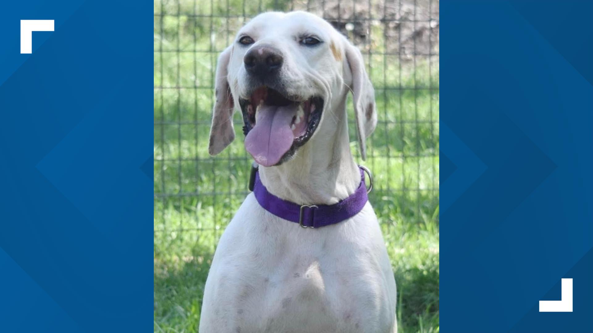 Happy hound and pointer mix named Wyatt waiting to meet you | kens5.com