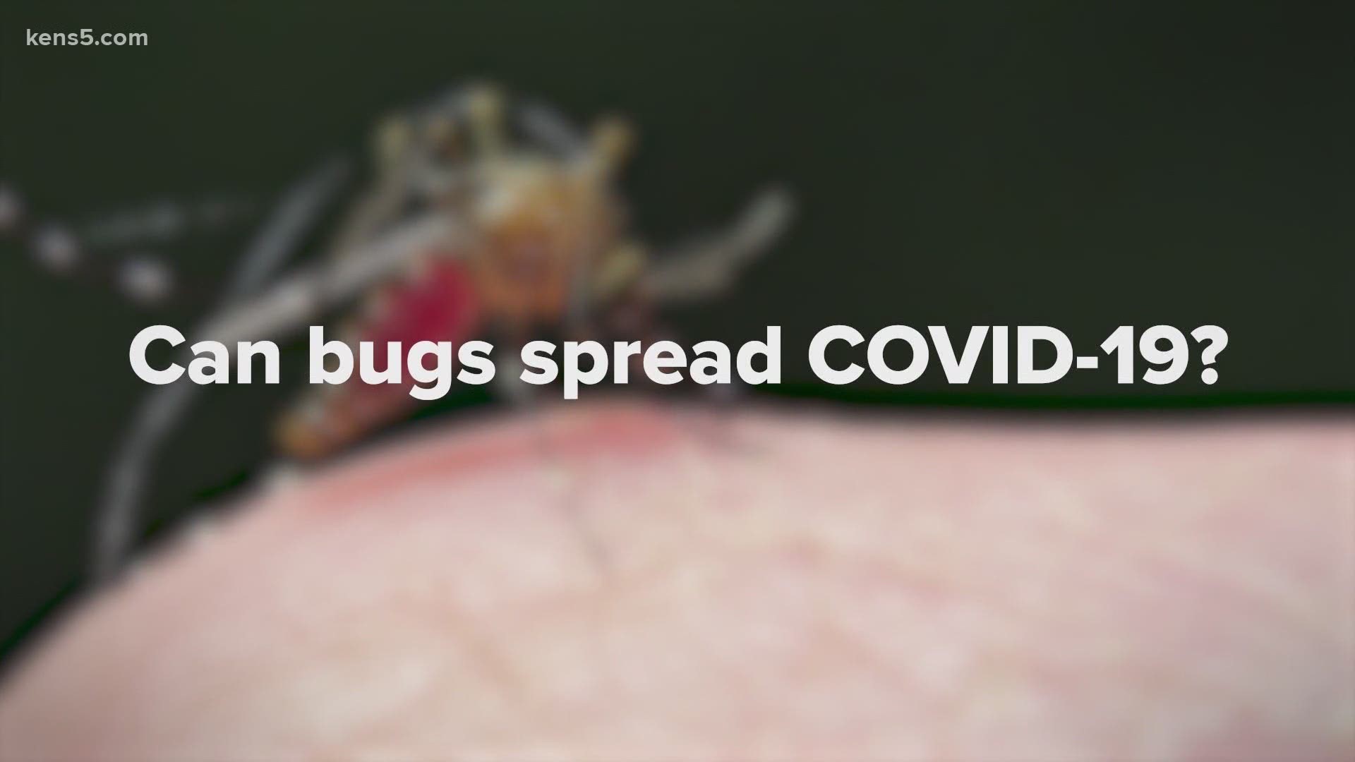 Can flies and mosquitoes spread COVID-19? We verify.