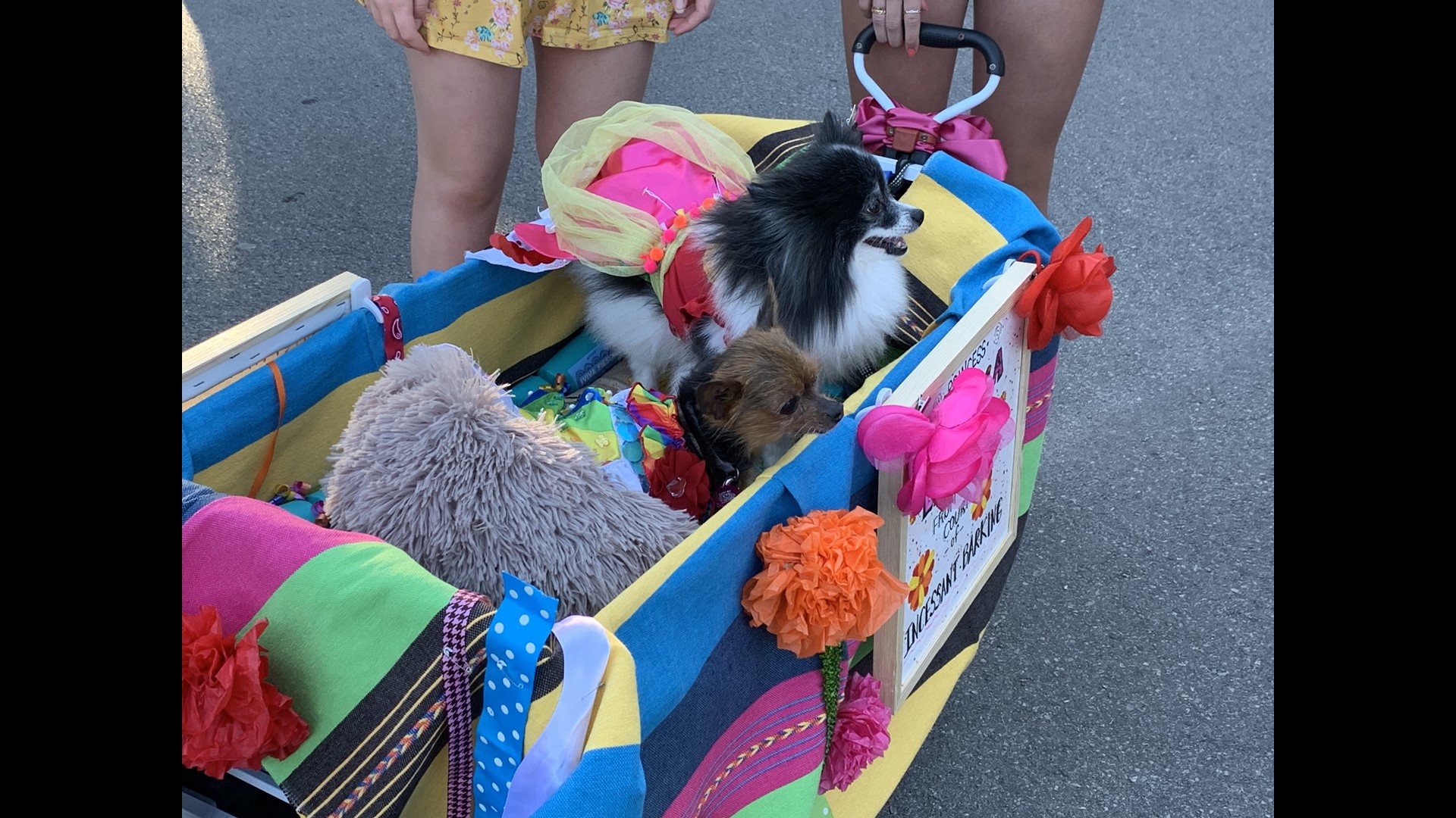 Fiesta Pooch Parade The only parade for our fourlegged friends