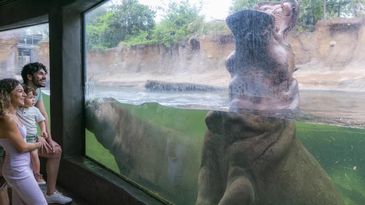 San Antonio Zoo celebrates Earth Day with animals and eco fun | kens5.com