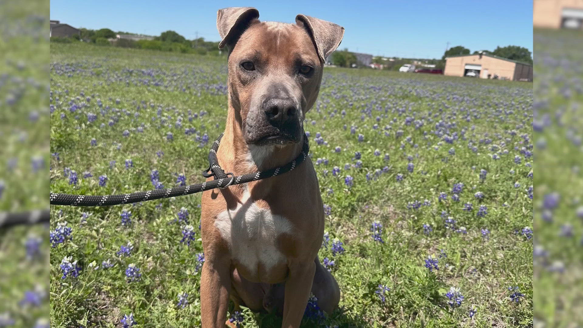 He is a little shy when you first meet him, but with a little patience and kindness, he warms up and you will see he is a wonderful dog.