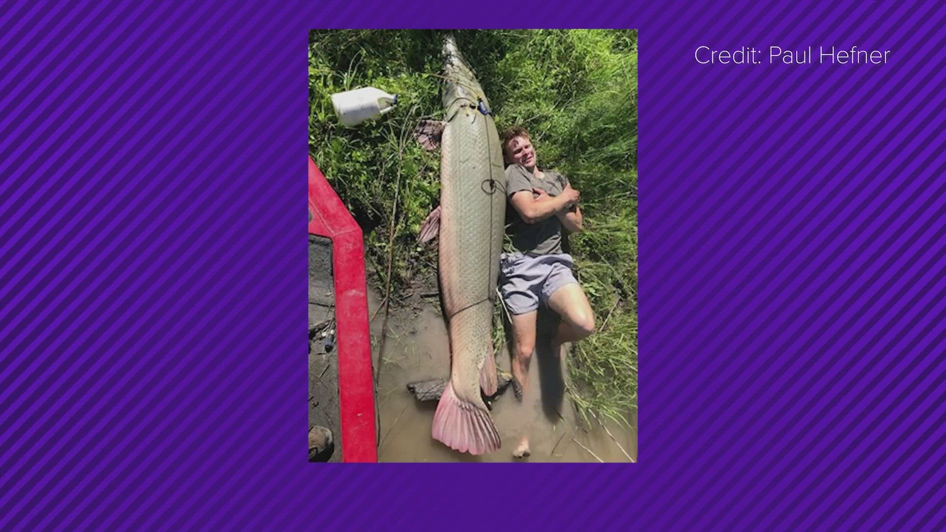 This 207-pound alligator gar set a new record for the lake, then was released.
