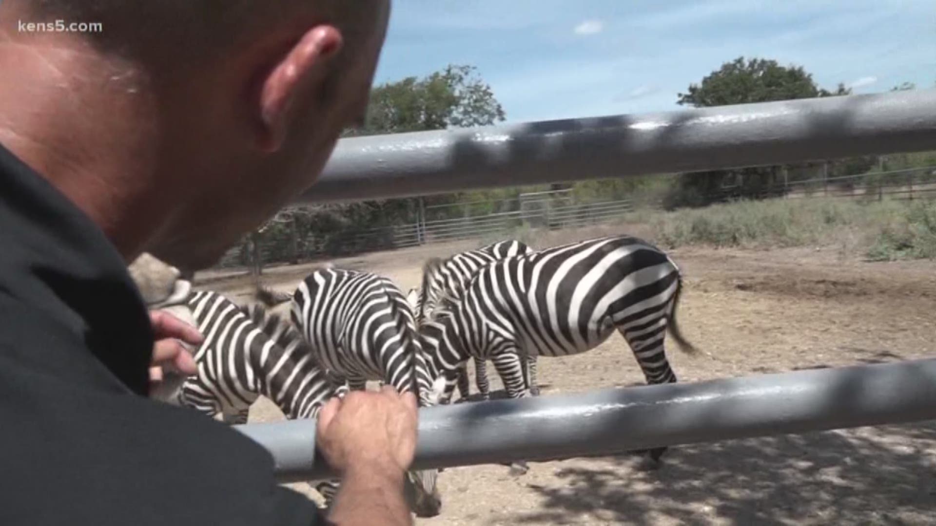 After two zebras died after escaping from their owner in New Braunfels this week, many Texans are asking about the legality of owning the exotic animals.