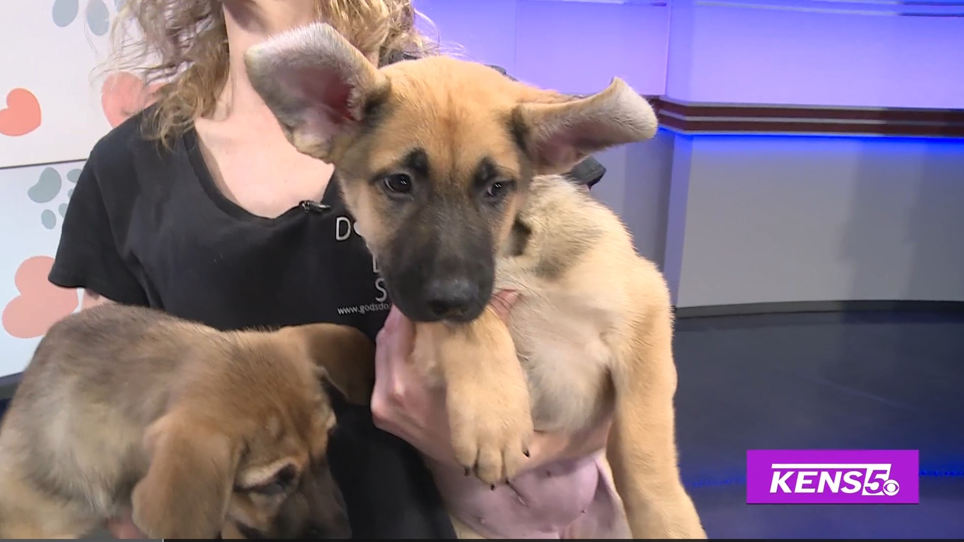 Amy Luginbill with God's Dogs Rescue brings in a couple of puppies that a ready to find their fur-ever homes.
