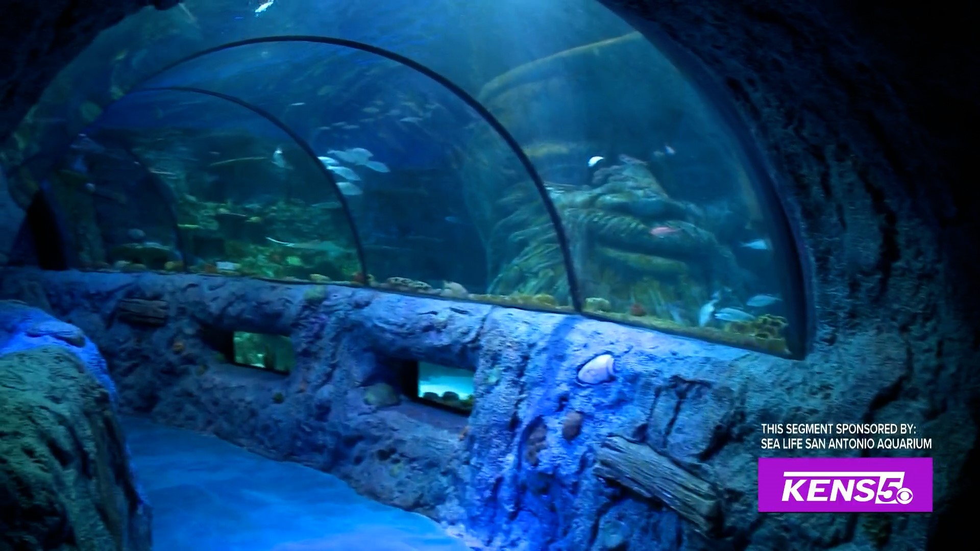 Sponsored by: Sea Life San Antonio Aquarium