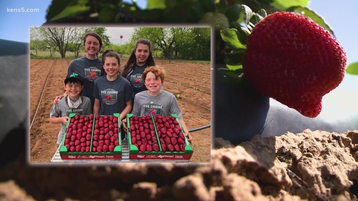 Poteet Strawberry Festival kicks off | How did the crops turn out this year?