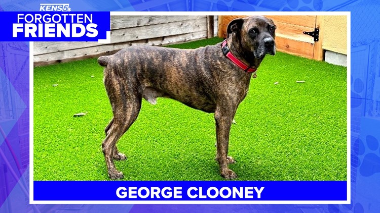 George Clooney needs a home! | Forgotten Friends
