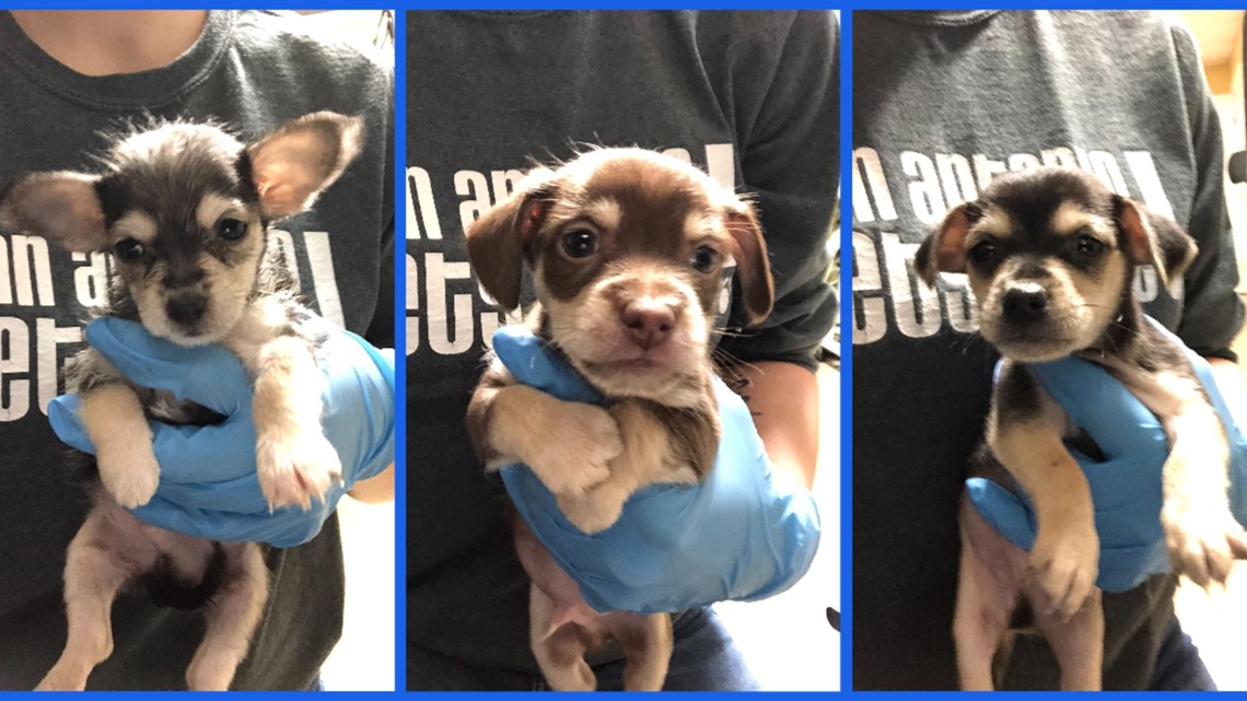 Puppies abandoned outside of SAPA! in box covered in fleas - Vimarsana News