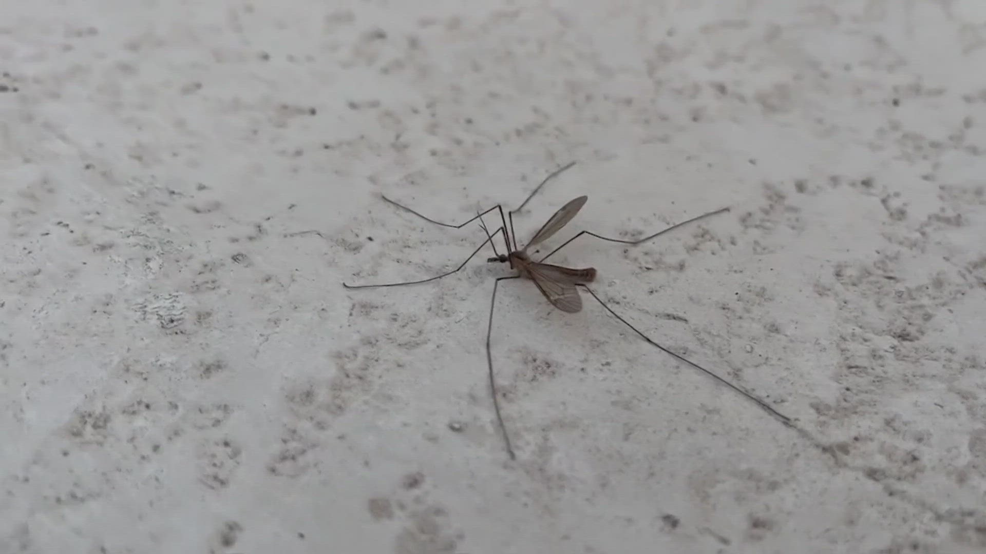 San Antonio experts say the crane fly is a misunderstood insect