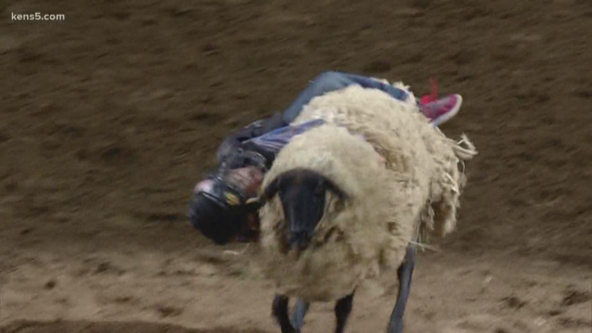 This champ didn't want to let go of the sheep, even when he was hanging on sideways!