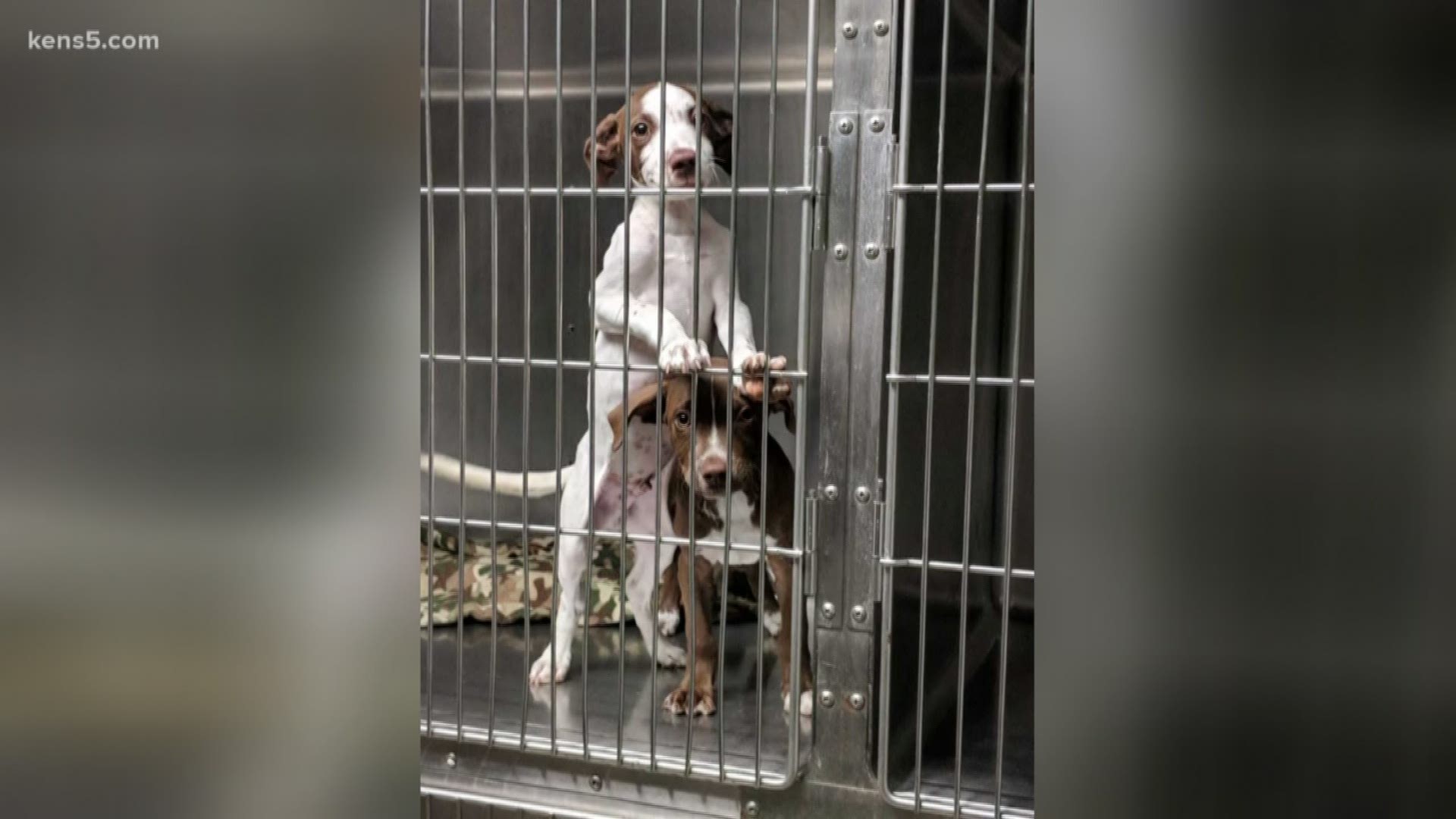 Two puppies found illegally discarded in a west side San Antonio dumpster are now available for adoption after shelter staff nursed them back to health.