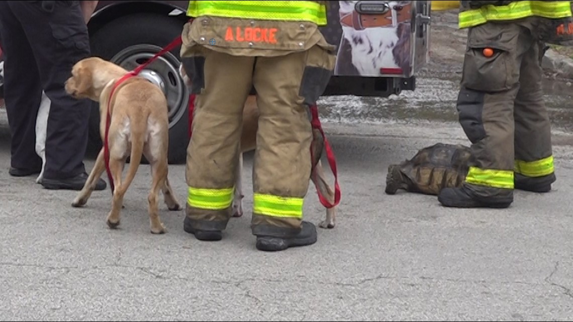 Several animals rescued after house fire on city's north side | kens5.com