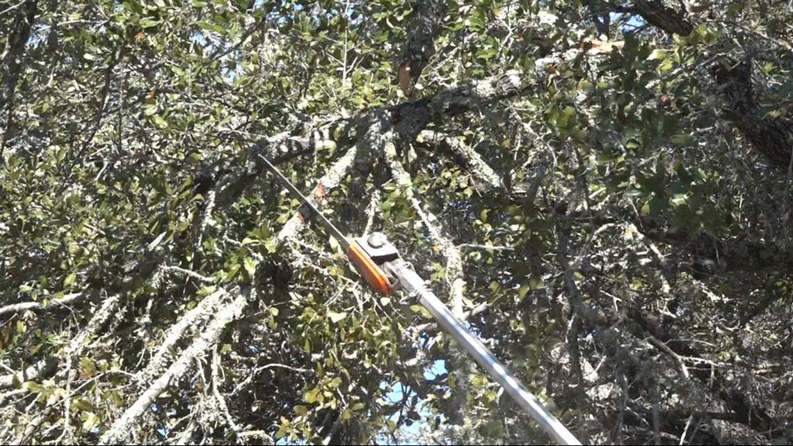 Why Texans should worry about oak wilt after the winter storm - Vimarsana News