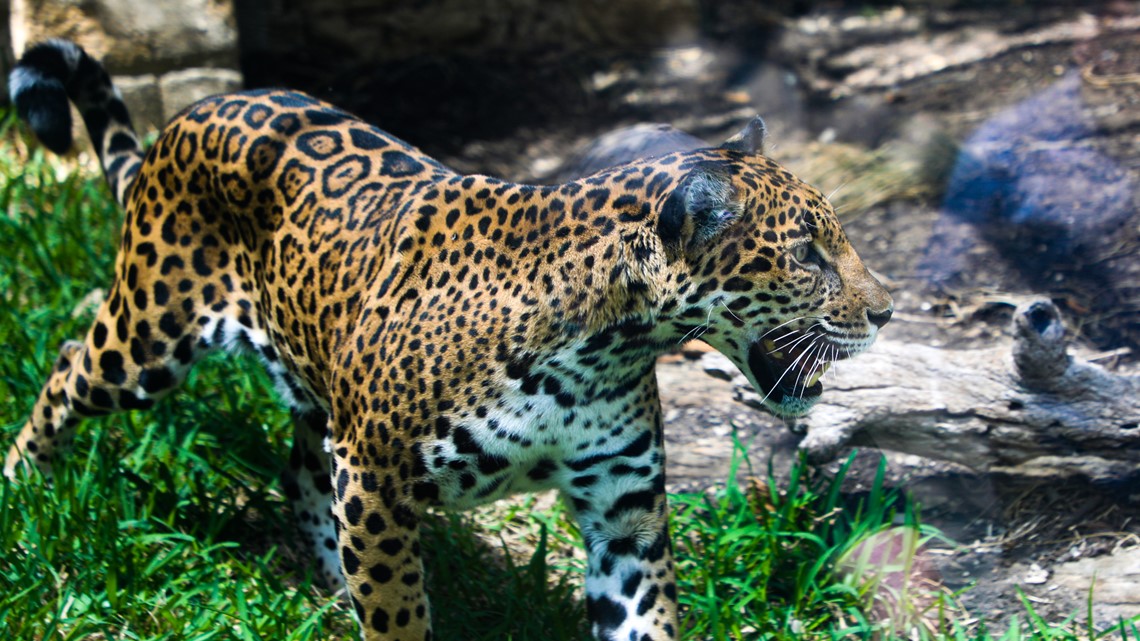 San Antonio Zoo offers discount to locals Monday