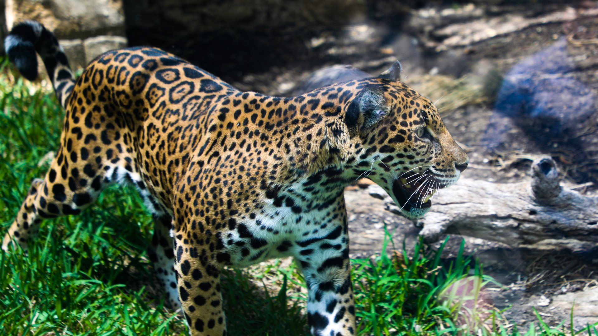 Monday, May 23, residents can visit the zoo for just $8 as part of PNC Bank Locals Day.