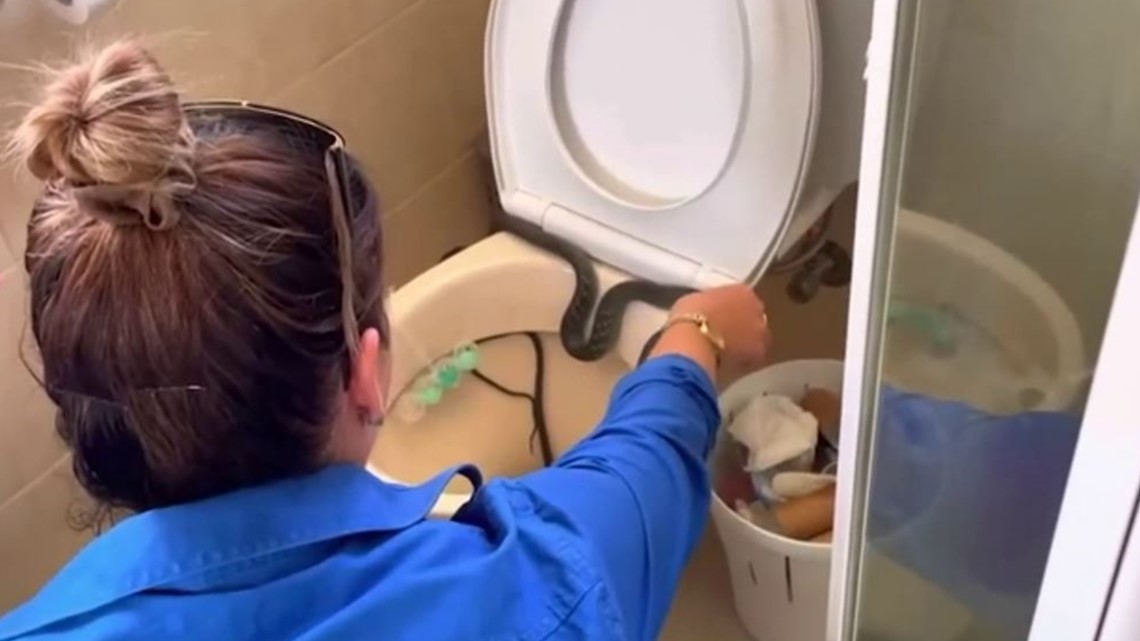 Massive snake slithers out of ladies' room toilet in Australia, becomes  your next nightmare