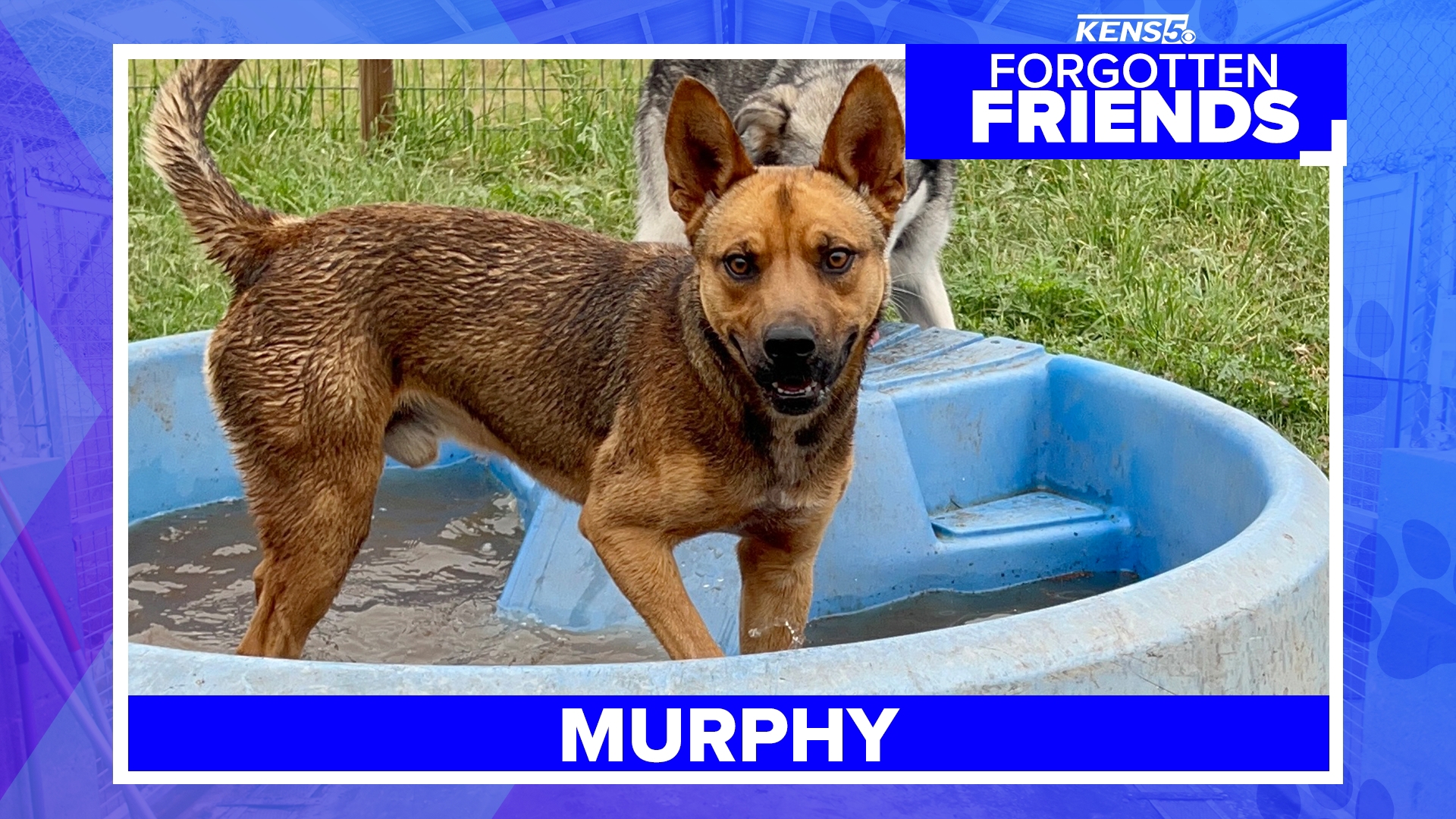 This friendly Shepherd and Terrier mix has never met another dog that he doesn't love!