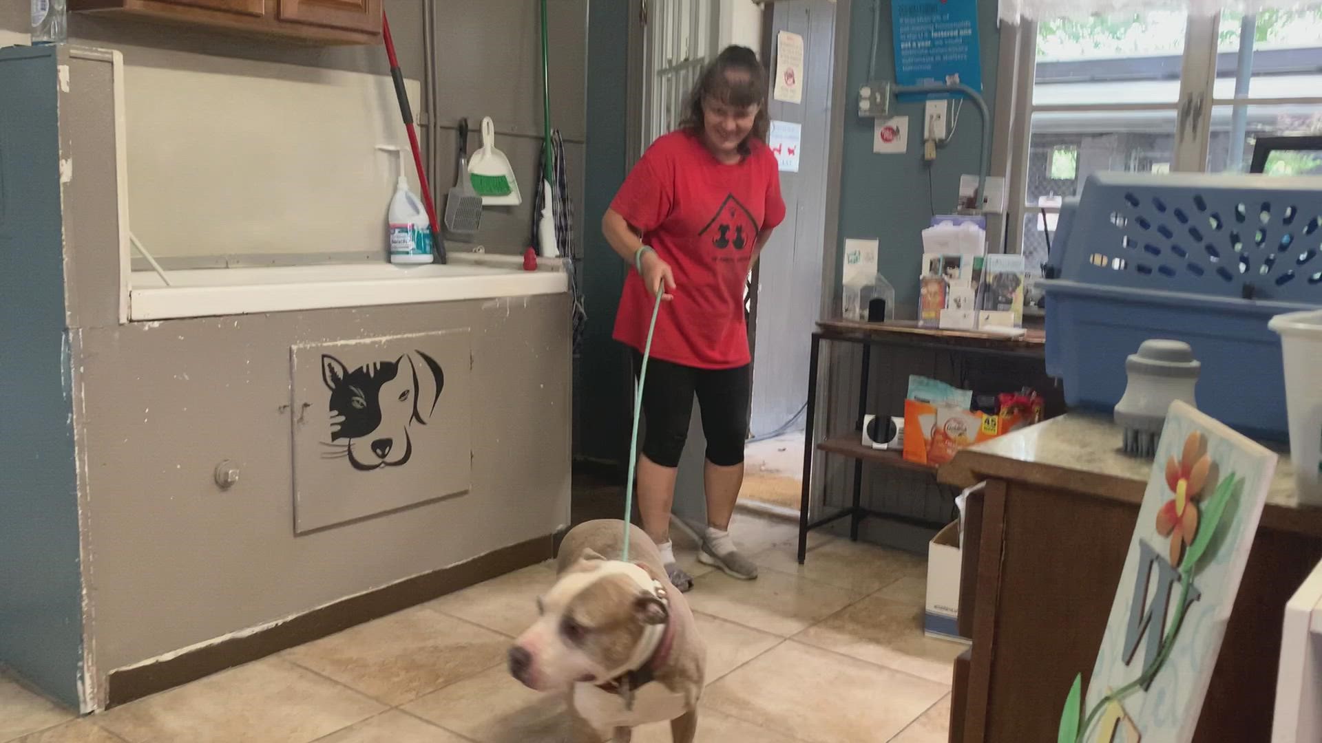 Pit Bulls have gotten a bad rap, but this one who was more than likely raised to be a bait dog has forgiven humans in spite of that and eagerly awaits a loving home.