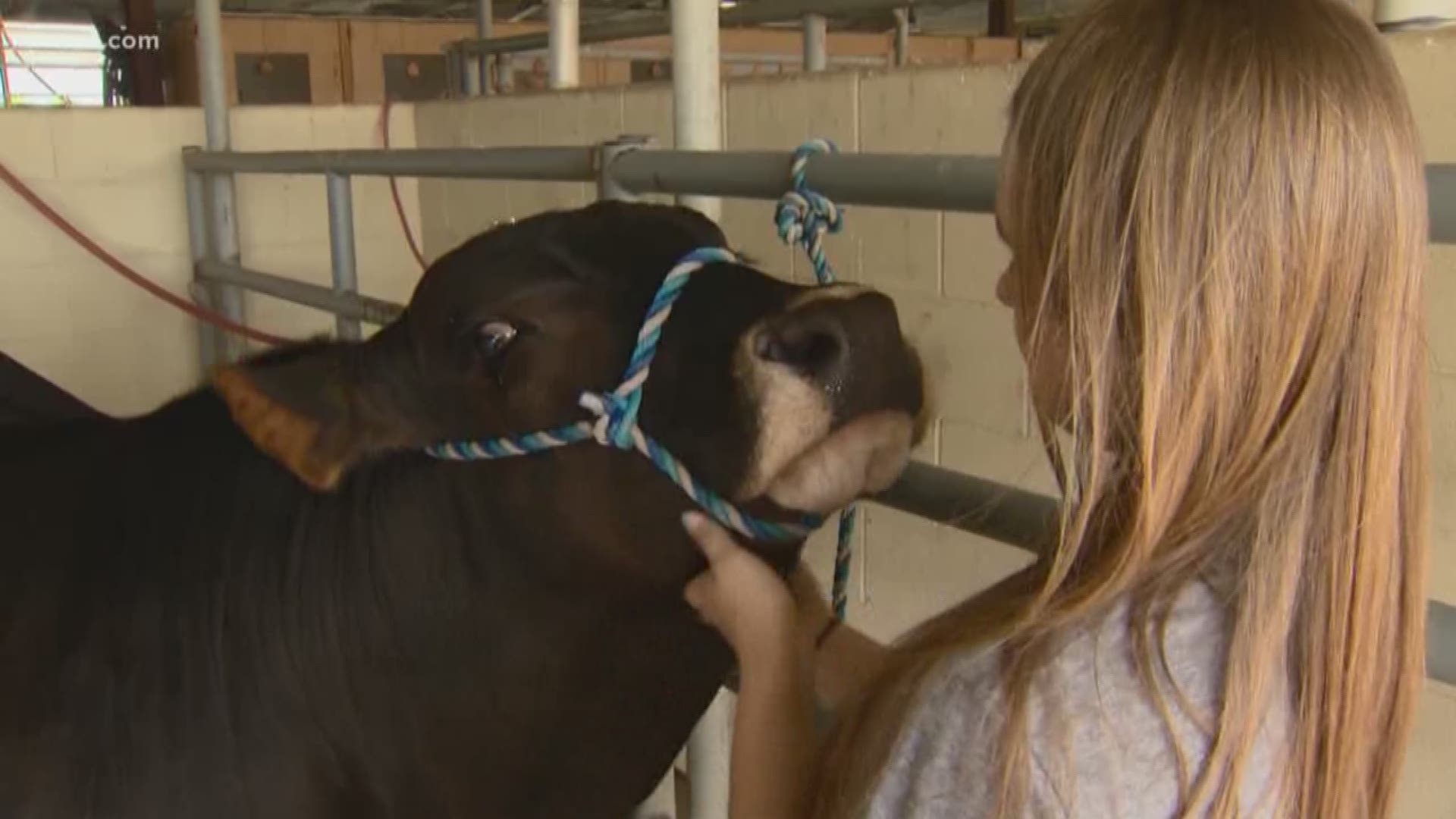 One student and animal handler from south Texas said she's potentially losing out on thousands of dollars.