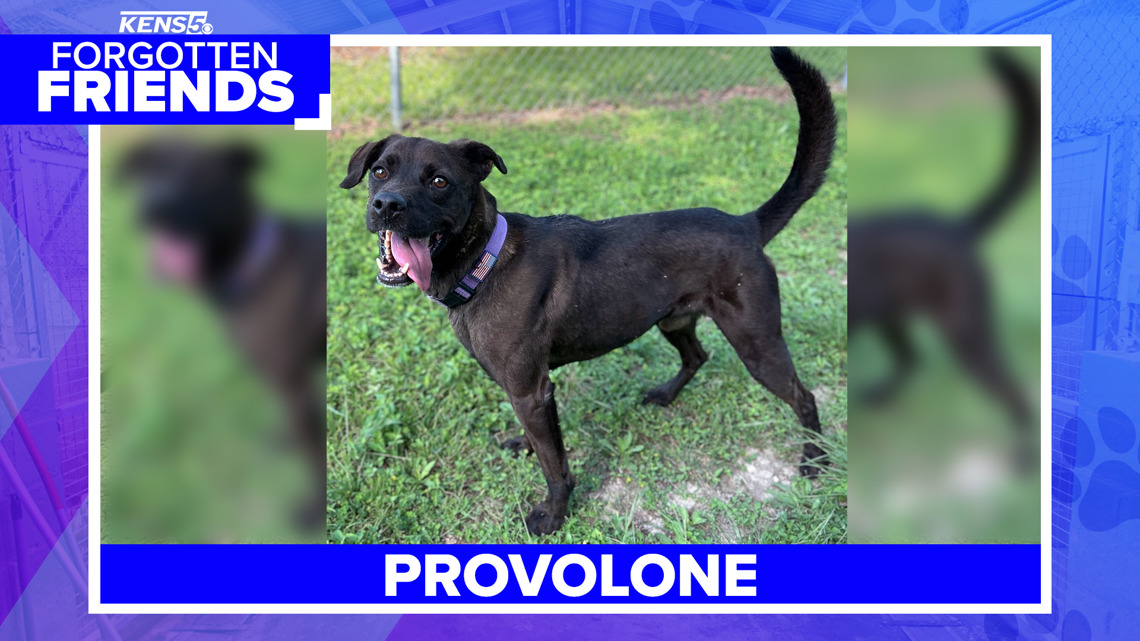 Provolone has spent nearly six years waiting for someone to choose him | Forgotten Friends