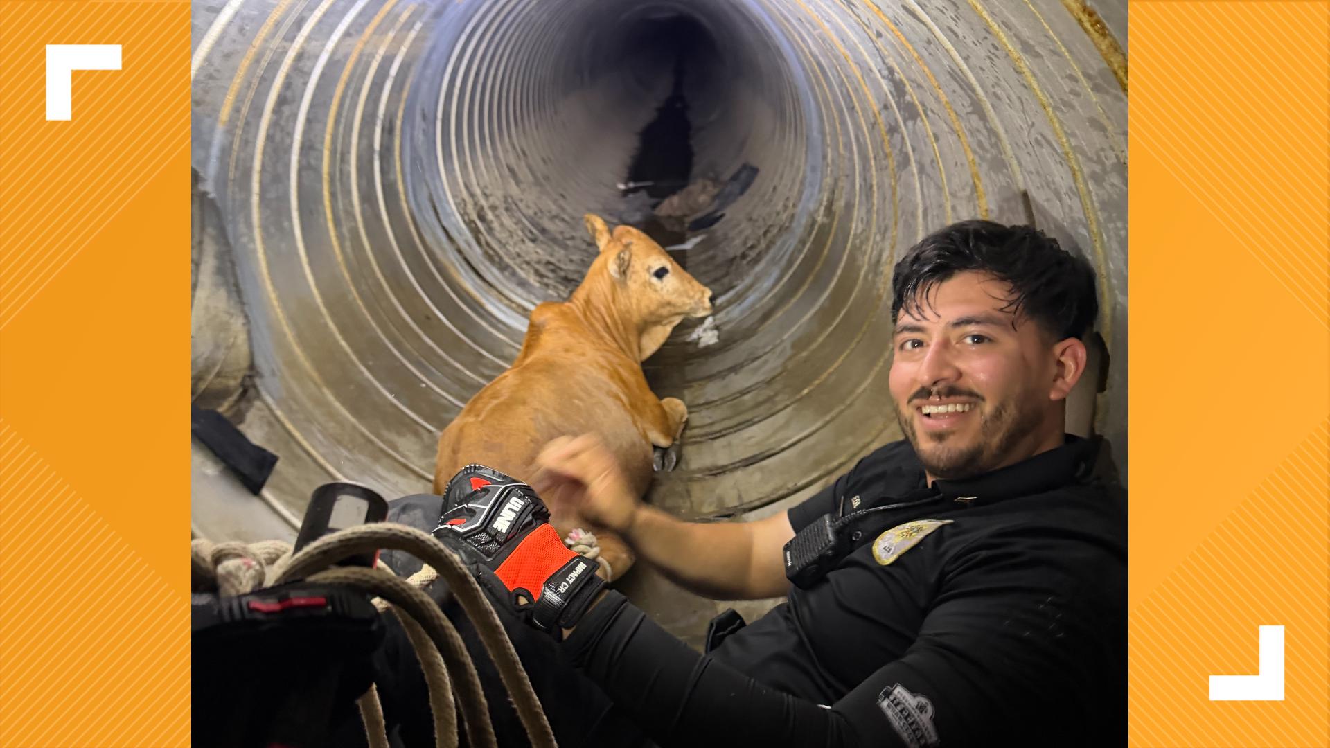 Loose bull calf rescued in drain tunnel after passing through Walmart parking lot, ACS says