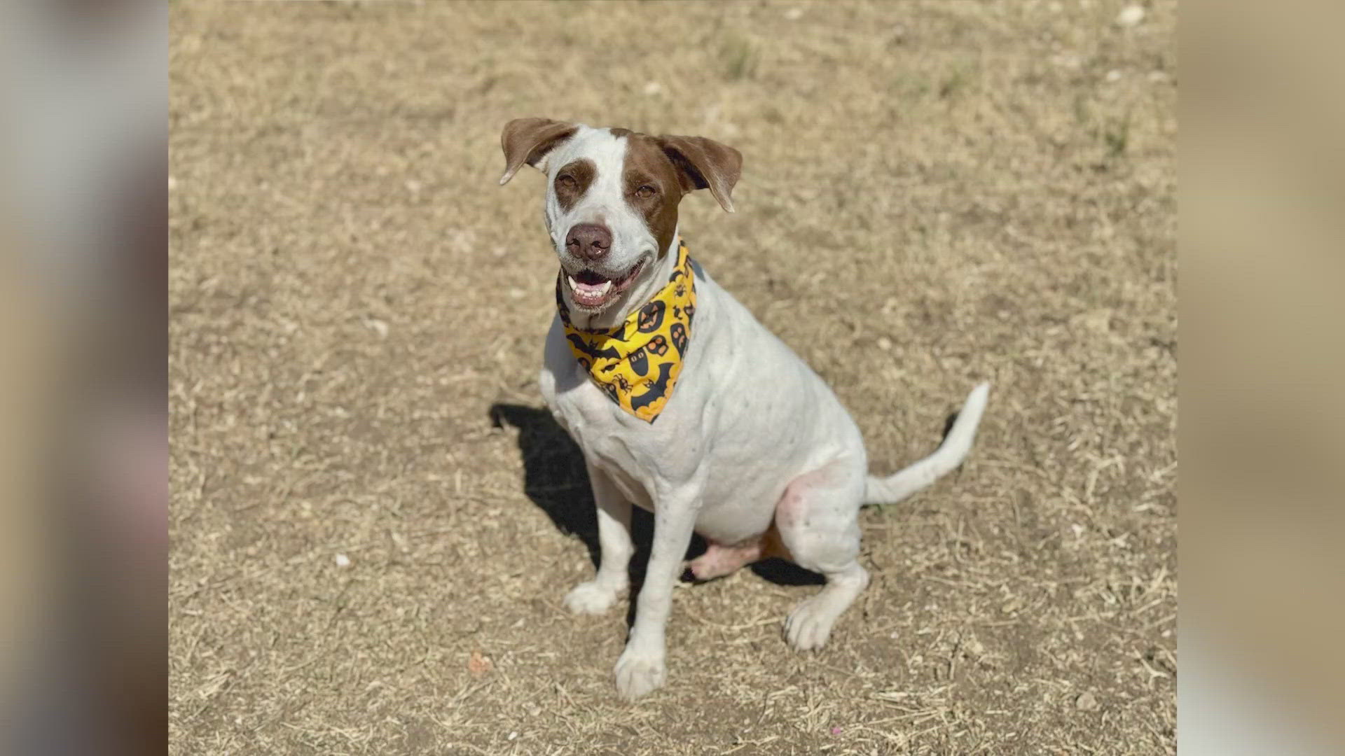 This English Pointer mix is about six years old and just wants to be loved and given endless snacks.