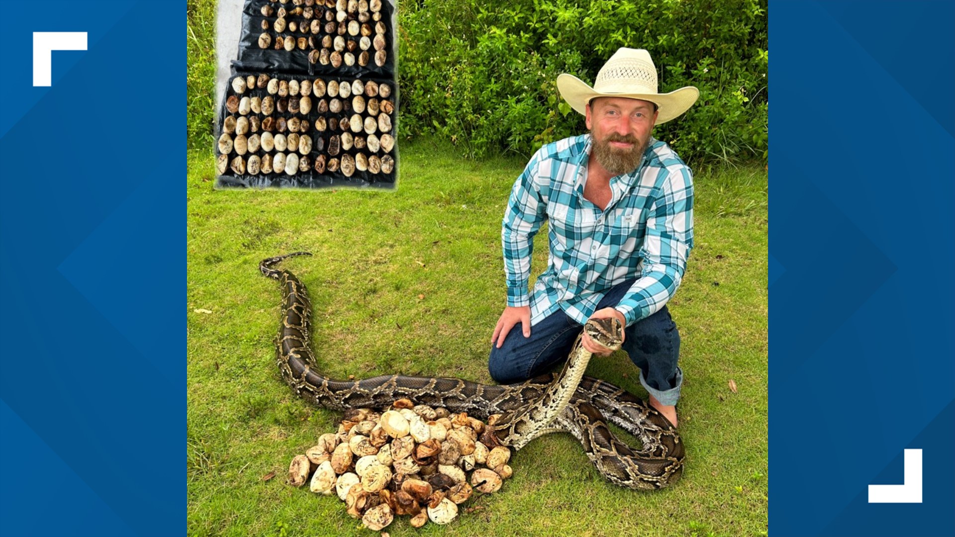 Python with record nest of 111 eggs removed from Everglades | kens5.com