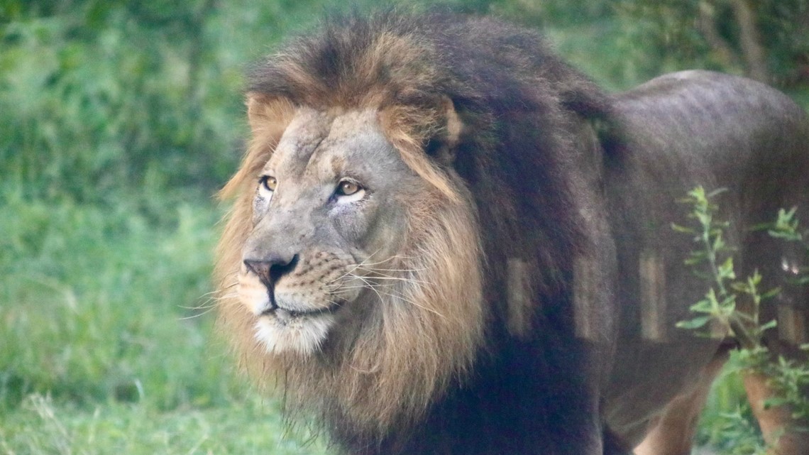 ZOO BOO! Halloween celebration kicks off at San Antonio Zoo - Vimarsana News