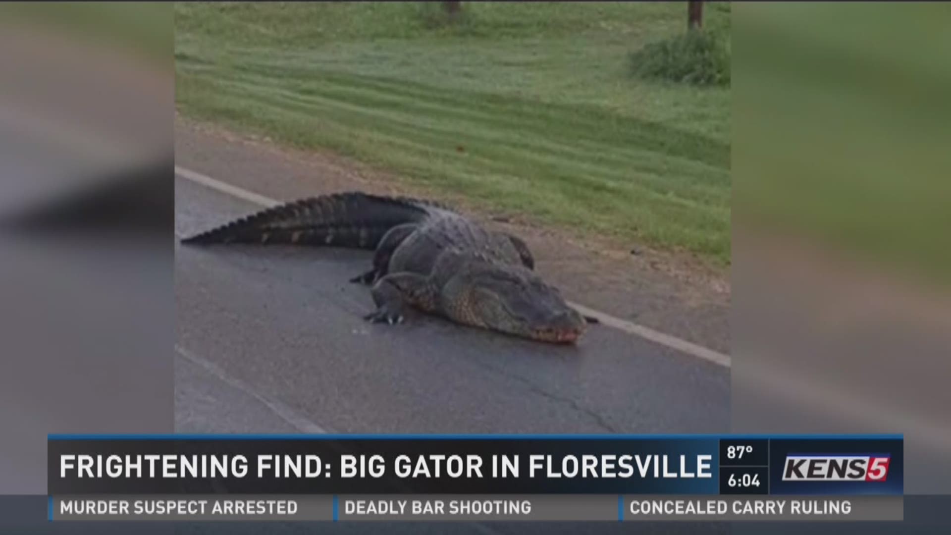 Why did the gator cross the road? Apparently, to get to