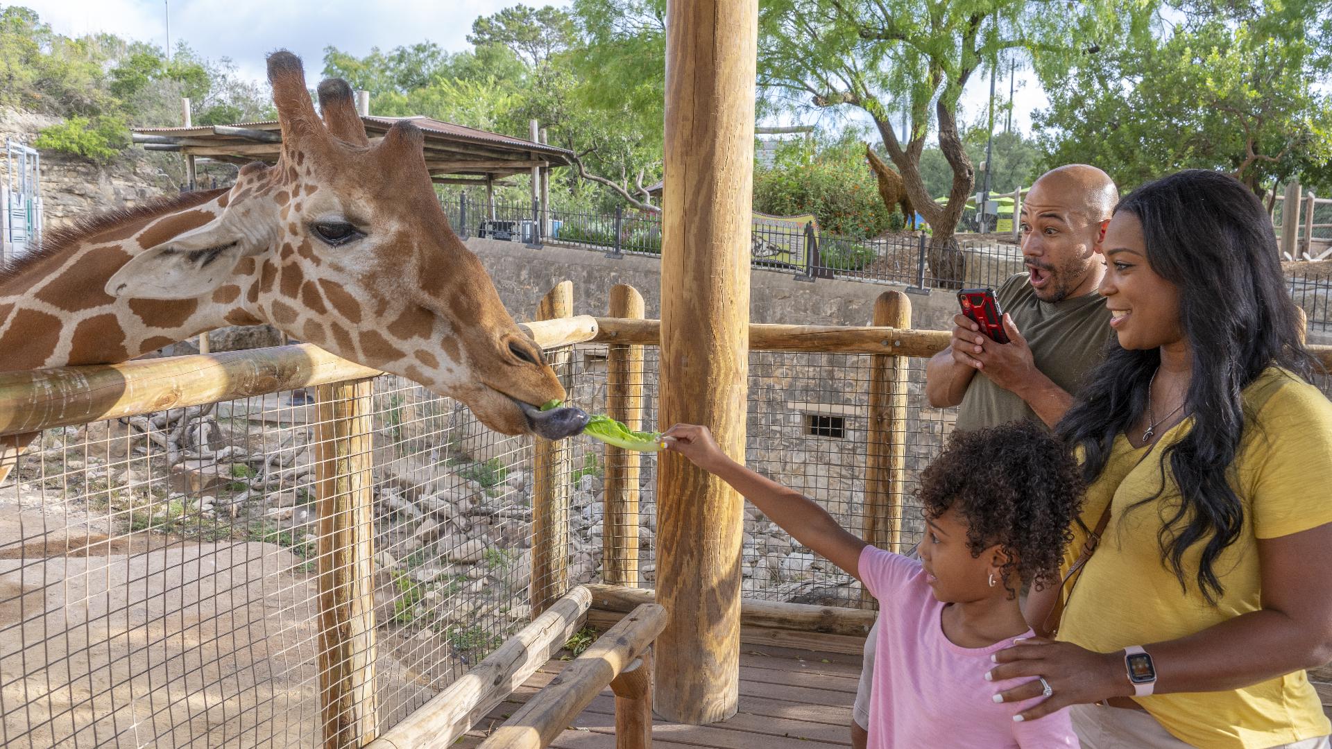 Bexar County residents can enjoy $8 admission to the San Antonio Zoo on ...