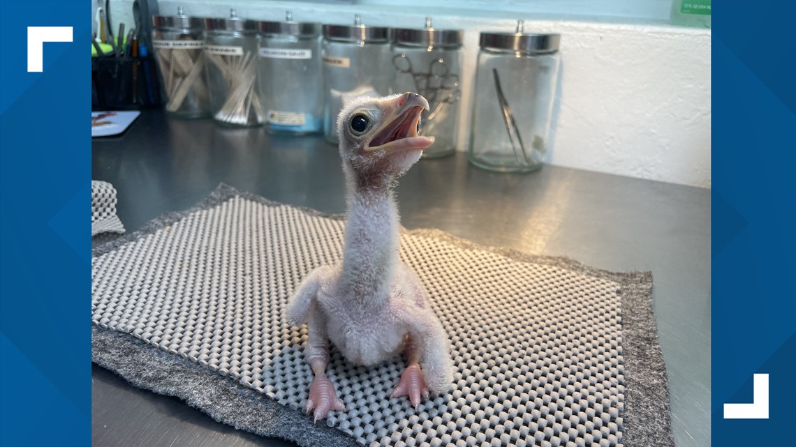 Endangered baby bird hatches at San Antonio Zoo - Vimarsana News