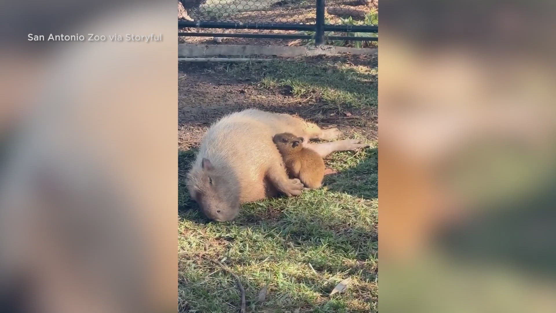 capybara3_4family_3yuさん4-19-5 capybara3_4family_3yuさん4-11-4 【公式通販】