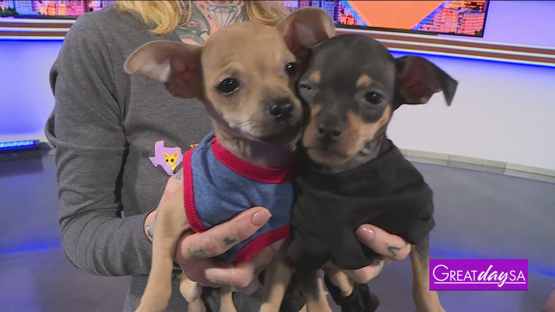 Tamie Parker with Texas Chihuahua Rescue brings in some cute puppies who are ready to meet their fur-ever families.