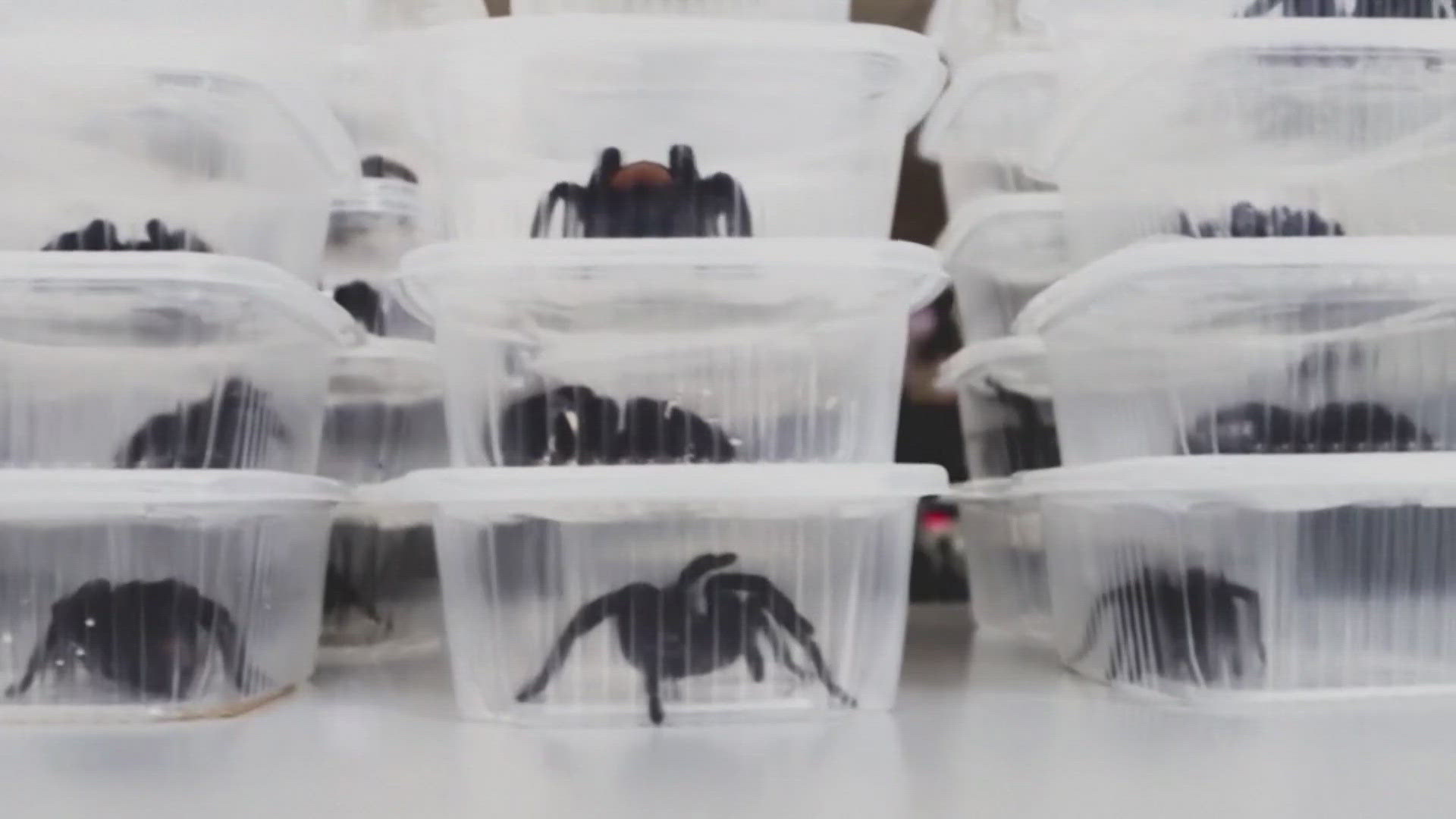 The Korean citizen allegedly tried to smuggle 320 tarantulas, 110 centipedes and nine bullet ants.