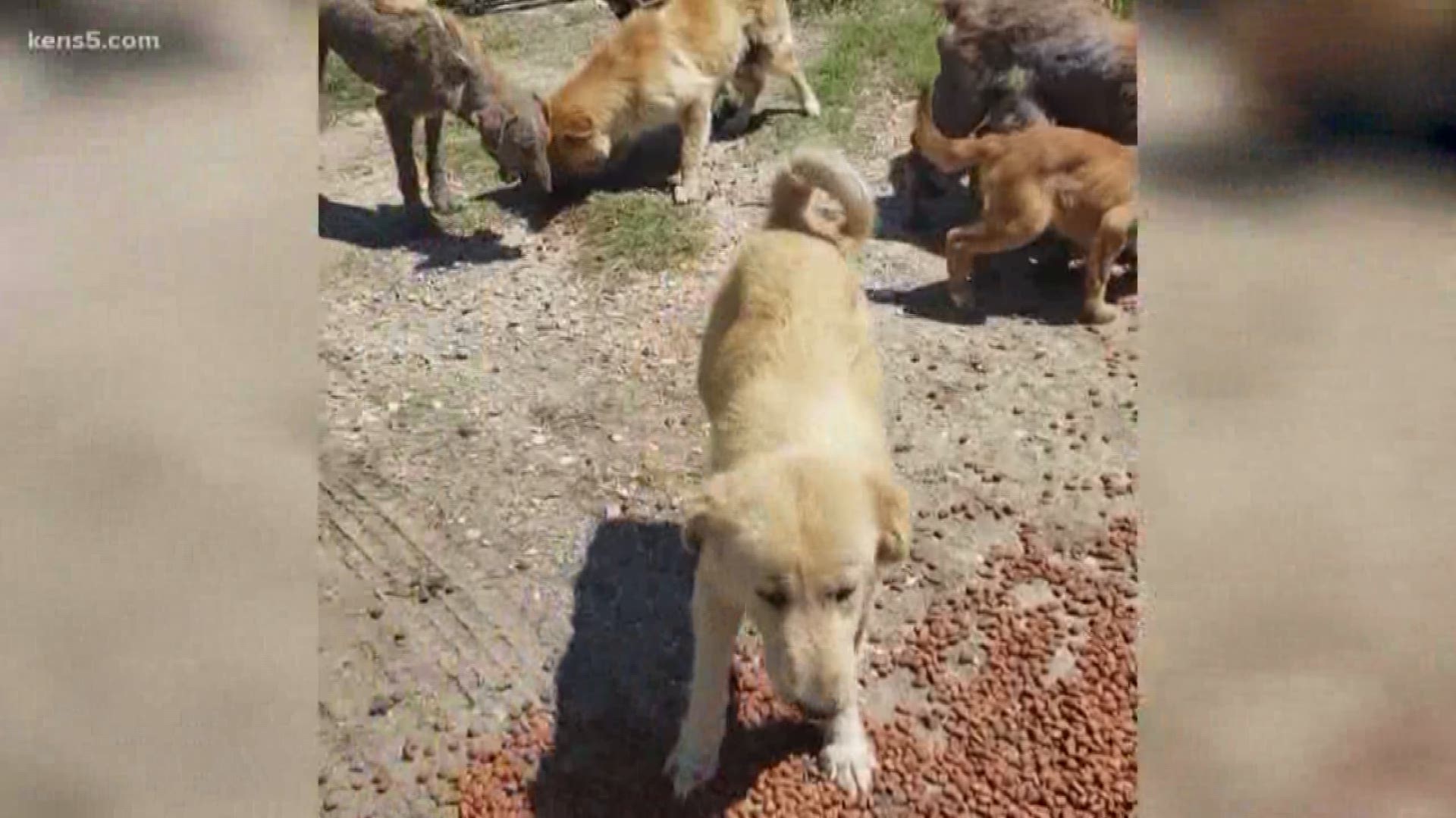 15 dogs found living in horrible conditions 