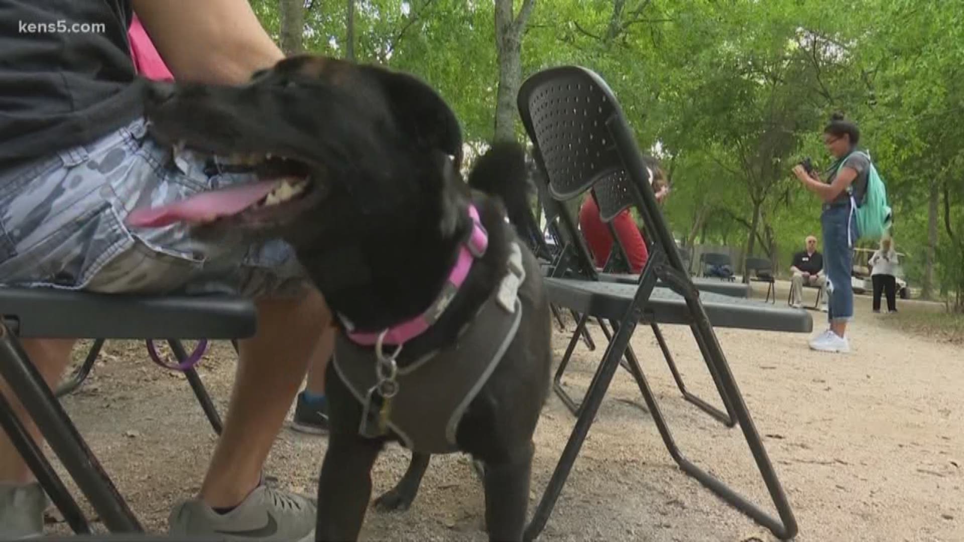 People and pets gathered at the Headwaters of the Incarnate Word for a blessing of the animals. It's in honor of St. Francis of Assisi, the patron saint of animals.