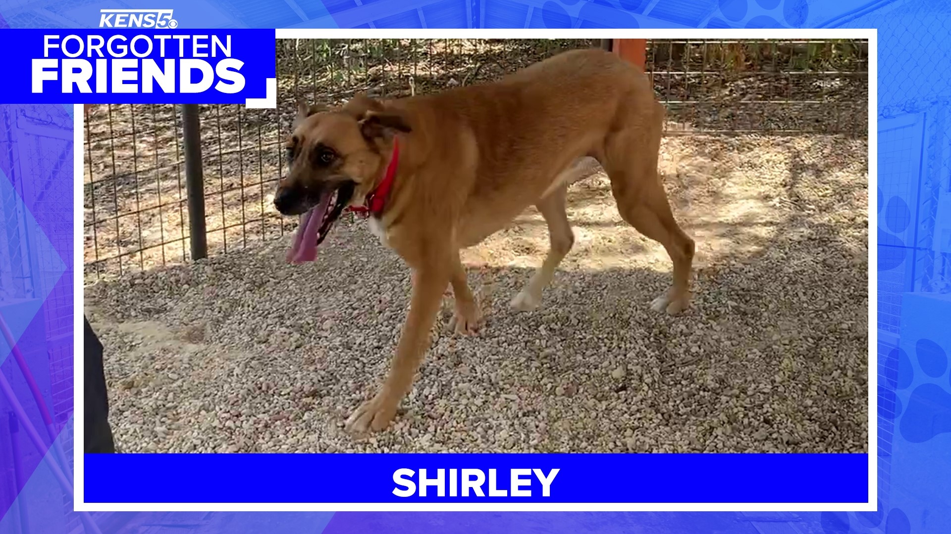 Shirley is a loveable shepherd mix who was dumped at a vet clinic  | Forgotten Friends