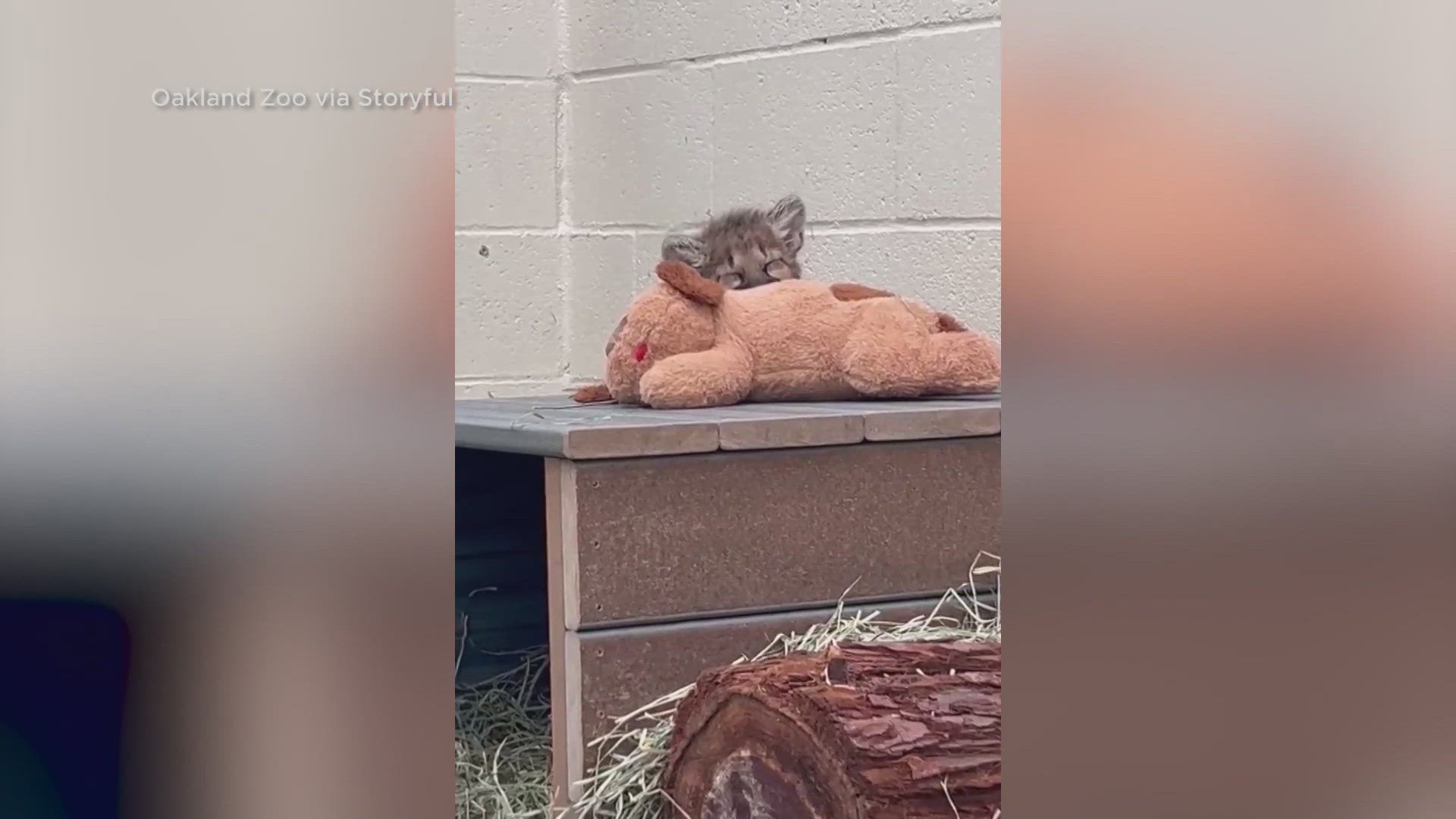 The orphaned cub named Briar was rescued last month.