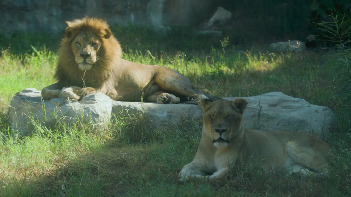 San Antonio Zoo offering discounts for Locals Day on Tuesday | kens5.com