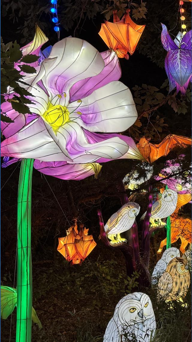 Illuminate returns with new glow as San Antonio Botanical Garden teases ...