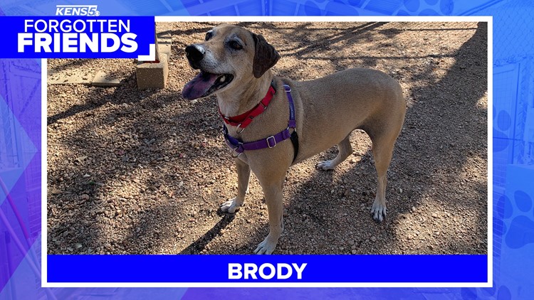 Brody has been adopted twice and brought back both times due to no fault of his own | Forgotten Friends