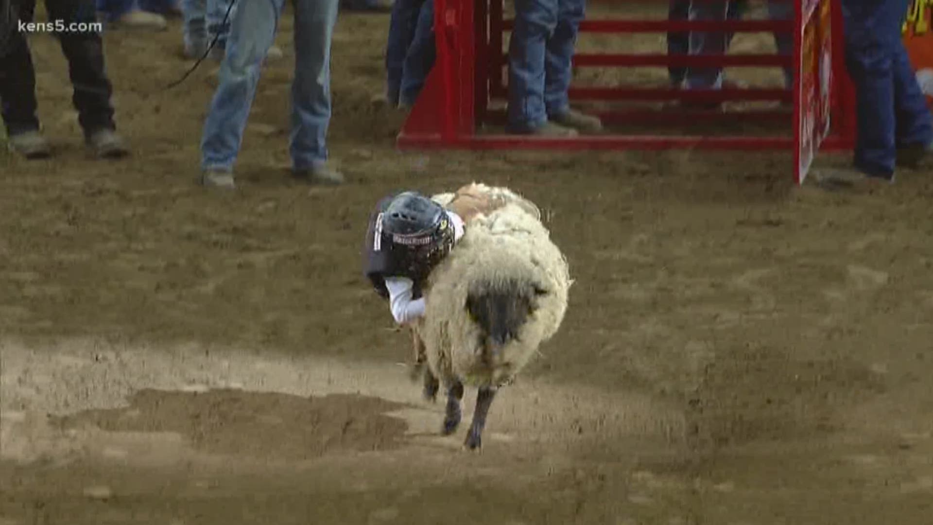 But not before some more young cowpokes tested their sheep-riding mettle.