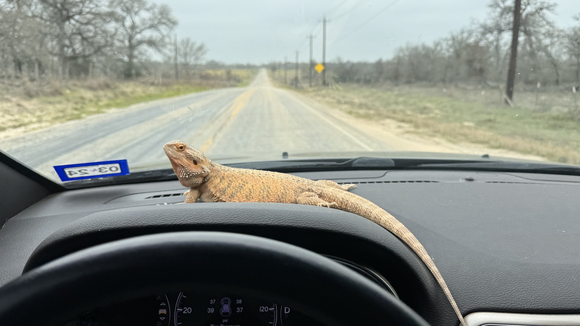 A bearded dragon named Sunny, who went missing from his home on February 7, had quite an adventure before being returned to his loving home.