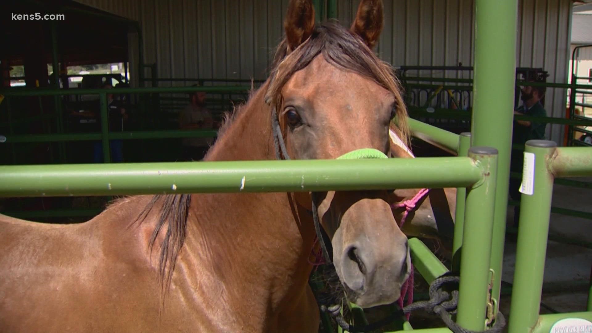 Deputies secured eight malnourished horses from the Von Ormy residence on August 13, two of which were pregnant.